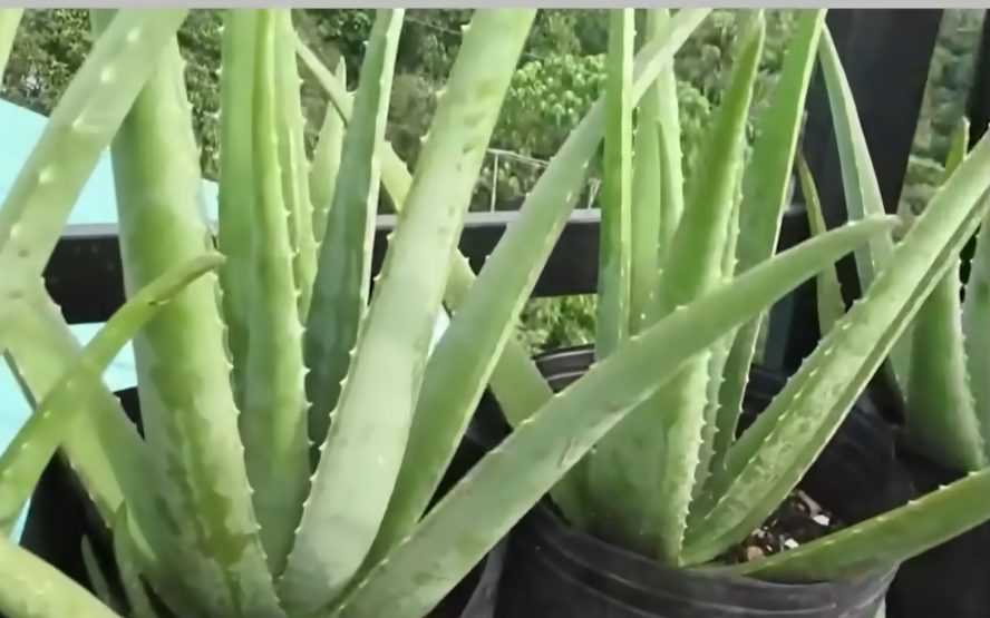 Aloe Vera Gel Benefits for Hair